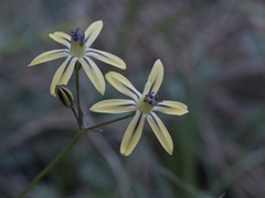 Triteleia ixioides anilina