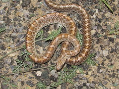 Arizona elegans philipi