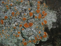 Brigantiaea chrysosticta