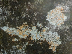 Brigantiaea chrysosticta