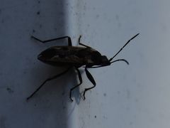 Rhyparochromus vulgaris