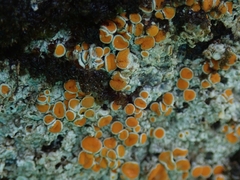 Brigantiaea chrysosticta