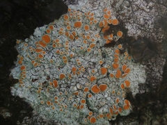 Brigantiaea chrysosticta