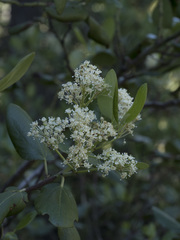 Ceanothus velutinus