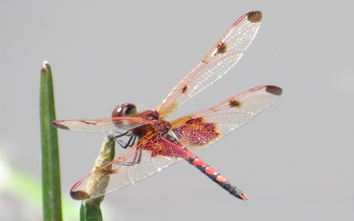 Calico Pennant