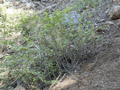 Ribes roezlii roezlii