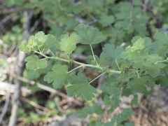 Ribes roezlii roezlii