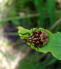 Carpocoris purpureipennis