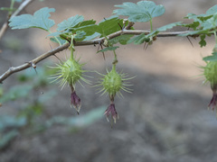 Ribes roezlii roezlii