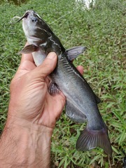 Ameiurus catus