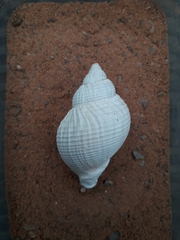 Buccinum undatum