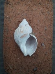 Buccinum undatum