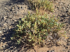 Malephora latipetala