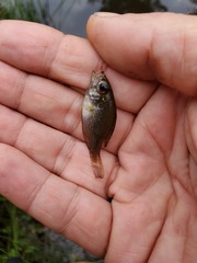 Enneacanthus gloriosus