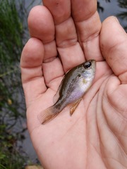 Enneacanthus gloriosus