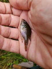 Enneacanthus gloriosus