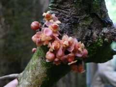 Drypetes ivorensis
