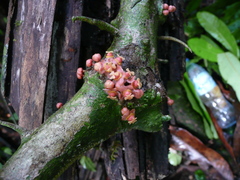 Drypetes ivorensis