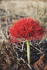 Scadoxus multiflorus image