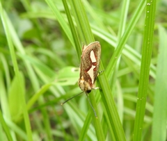 Aegocera venulia
