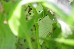 Ourapteryx obtusicauda
