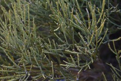 Cytisus oromediterraneus