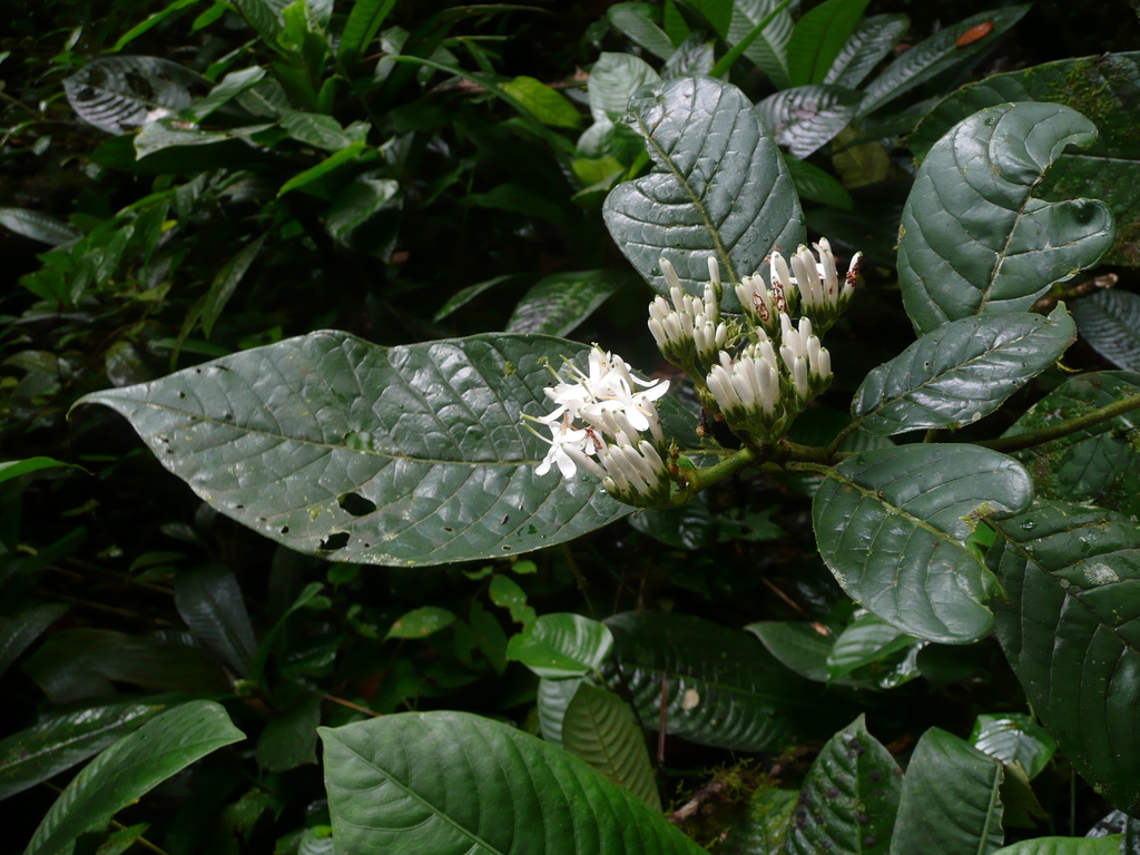 Pavetta lasioclada