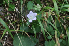 Campanula incurva
