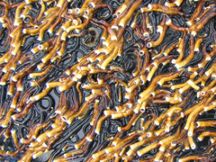 Ficopomatus enigmaticus