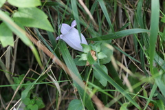 Campanula incurva