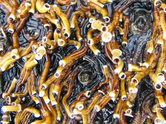 Ficopomatus enigmaticus