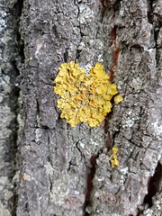 Xanthoria parietina