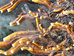 Ficopomatus enigmaticus