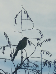 Mimus polyglottos image