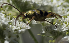 Stenostrophia tribalteata