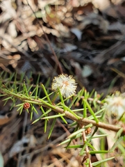 Acacia ulicifolia
