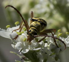 Stenostrophia tribalteata