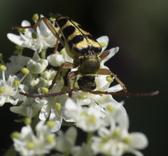 Stenostrophia tribalteata