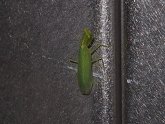 Tropidomantis gressitti