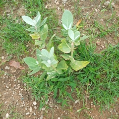 Calotropis procera image