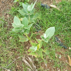 Calotropis procera image