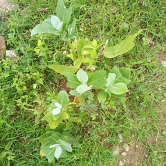 Calotropis procera image