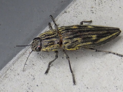 Chalcophora japonica japonica