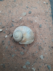 Naticidae