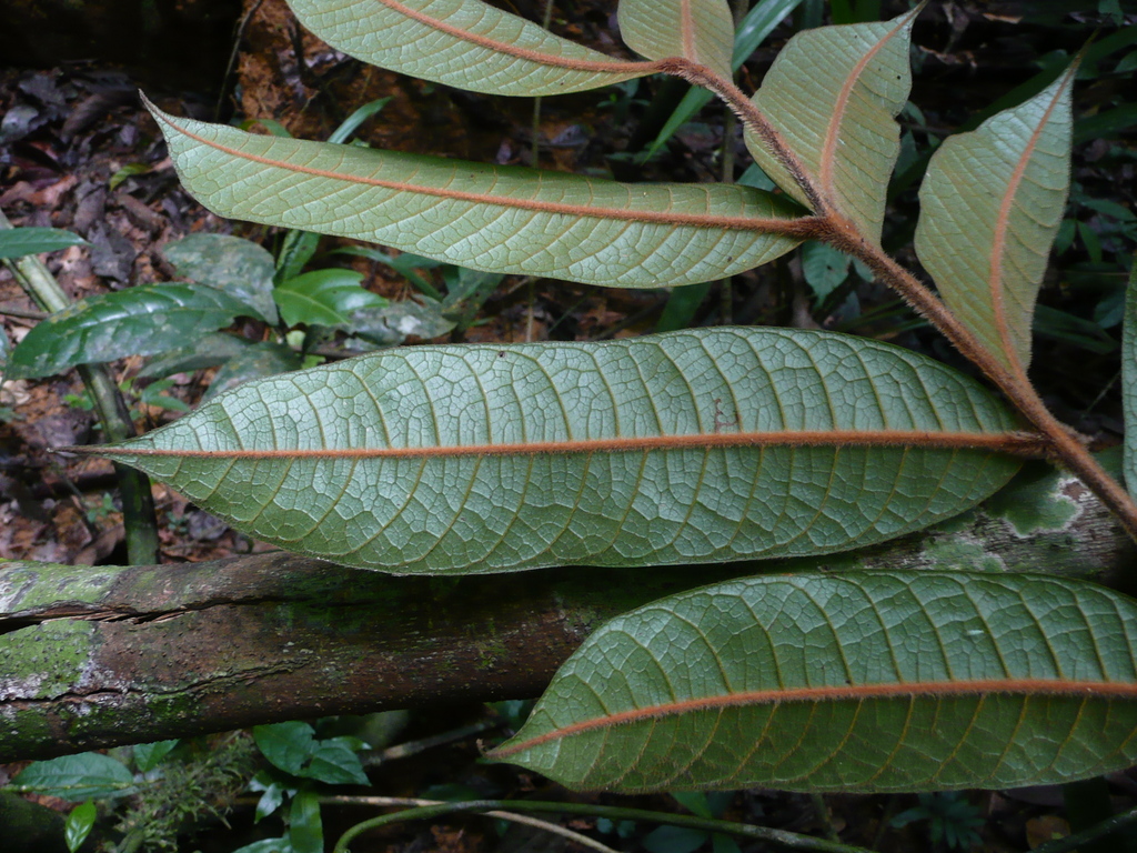 Trichoscypha olodiana