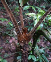 Trichoscypha olodiana