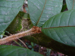 Trichoscypha olodiana