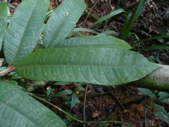 Trichoscypha olodiana