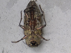 Chalcophora japonica japonica