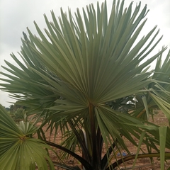 Arecaceae